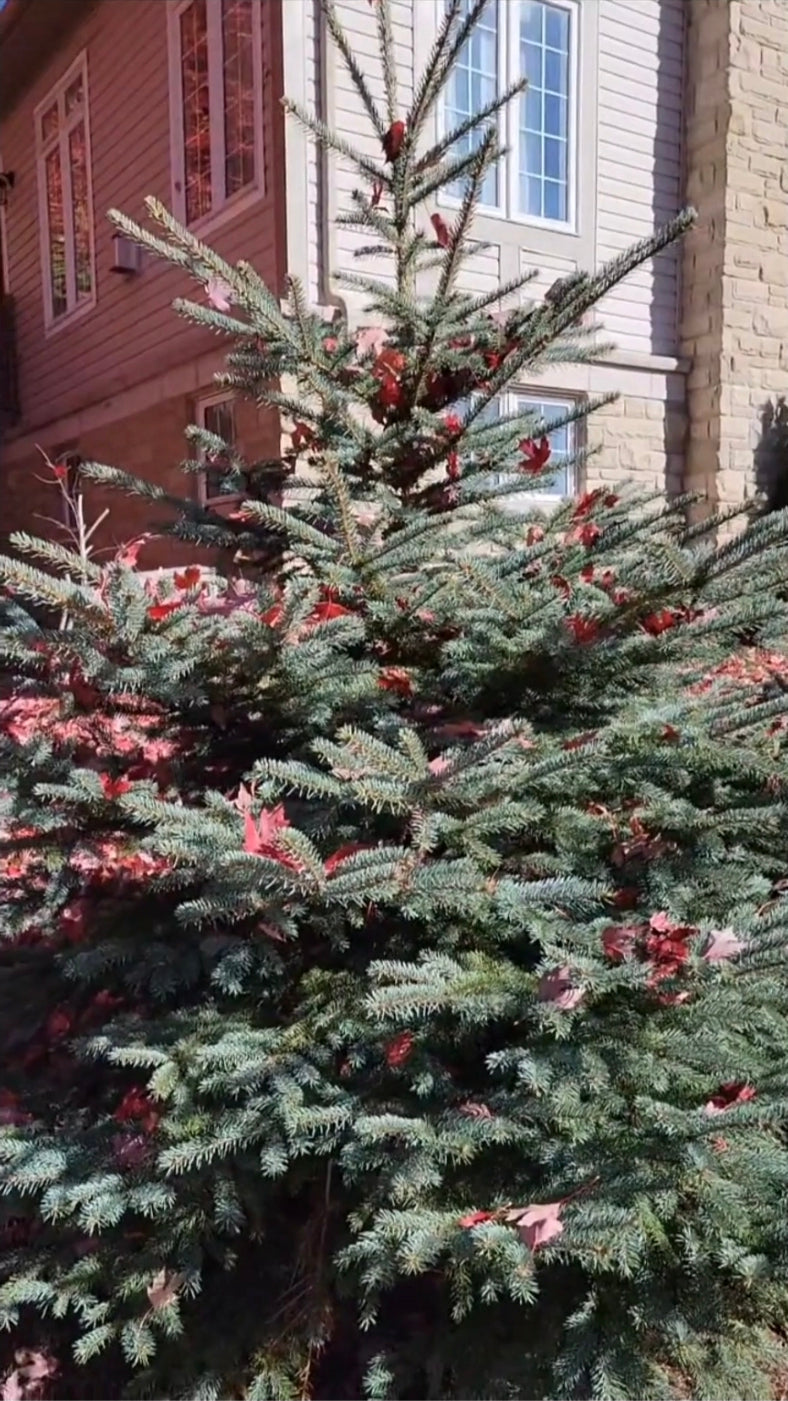 Evergreen tree decorated with red maple leaves, photo by Berry Art. Leeann Berry.